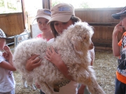 mohair-du-jorat3