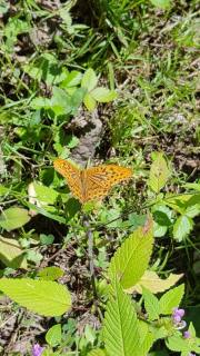 jardin_magique_9f