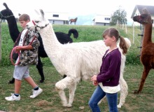 Juillet 2016 - Lamas-alpagas