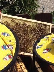 graines_apiculture_2