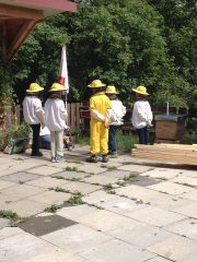 graines_apiculture_6