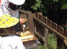 Juillet 2017 - Graines d'apiculteurs