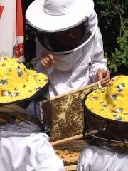 graines_apiculture_9c